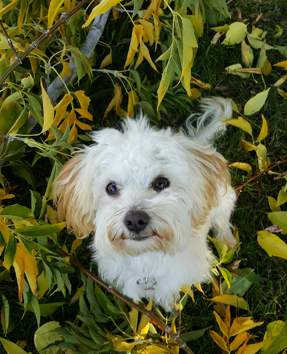 Nala